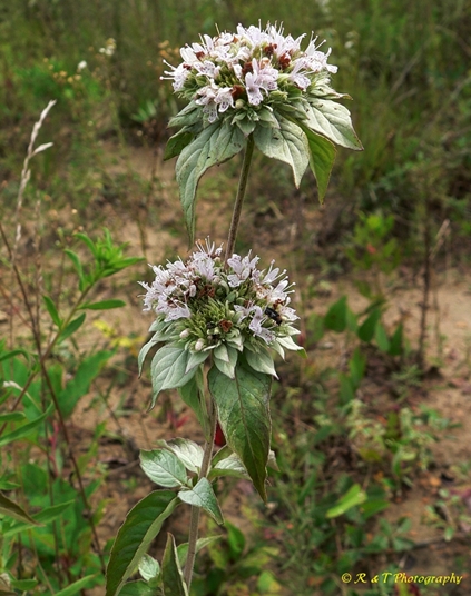 {Pycnanthemum incanum}